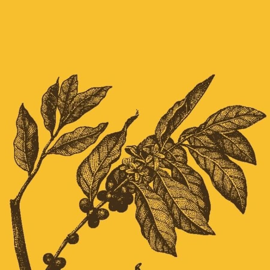 Ilustração de um ramo de café com frutos